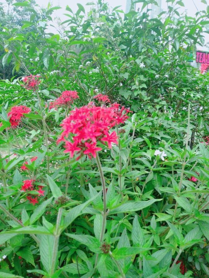 Ella Tea Land View Apartment Bagian luar foto