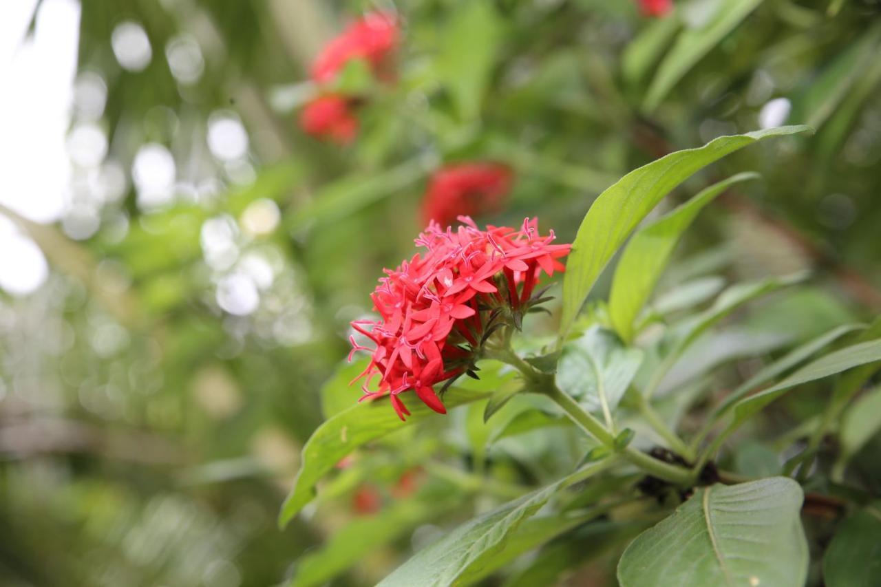 Ella Tea Land View Apartment Bagian luar foto